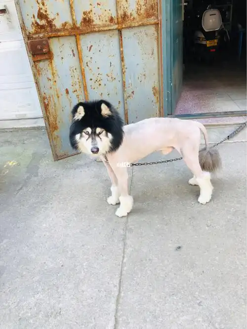 剃了毛的二哈张啥样