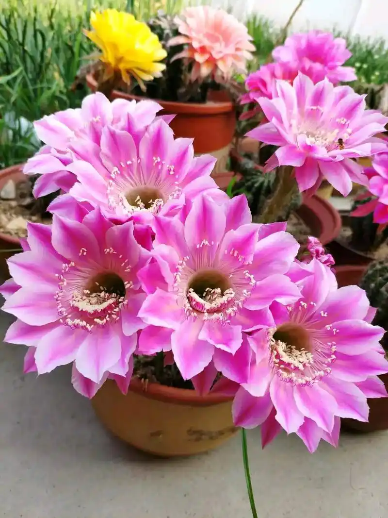 仙人球中的"开花机器",一次开花20朵,个个"拳头大"