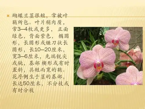 蝴蝶兰介绍演示文稿ppt