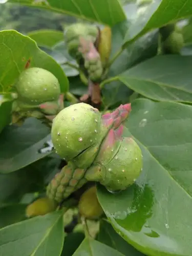 "可爱"的玉兰果实!