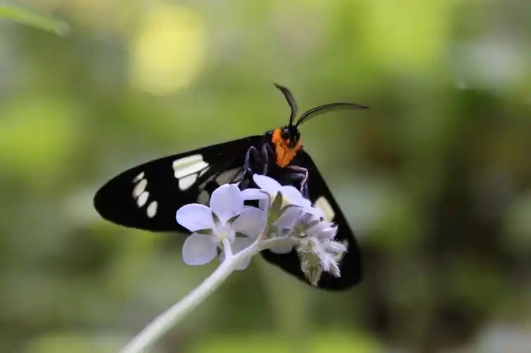 q5:飞蛾出现的寓意是什么?