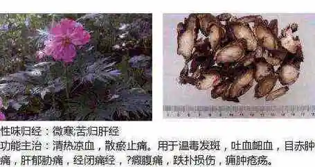 501个中草药图谱附主治功效知道一半就太牛了