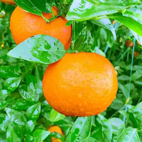 广西武鸣沃柑5斤一级大果新鲜当季整箱水果皇帝贡柑砂糖橘蜜桔子