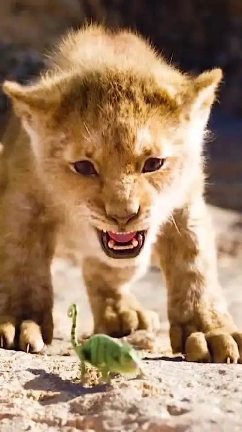 狮子王  辛巴  可爱