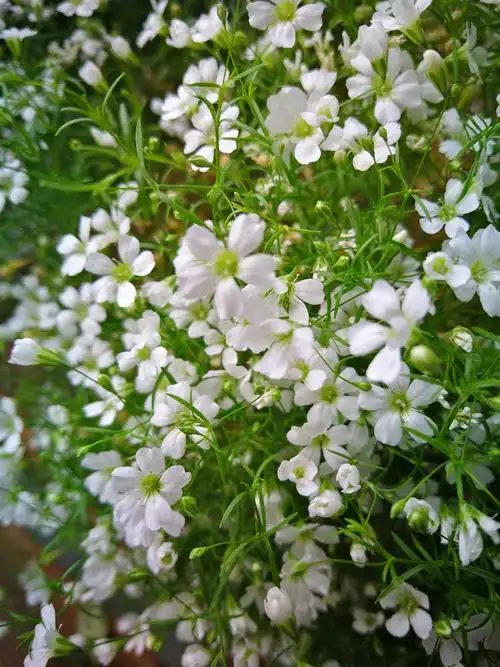 满天星想养爆盆很简单 - 知乎