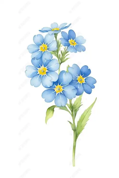 原创水彩花卉插图春暖花开白底勿忘我插画