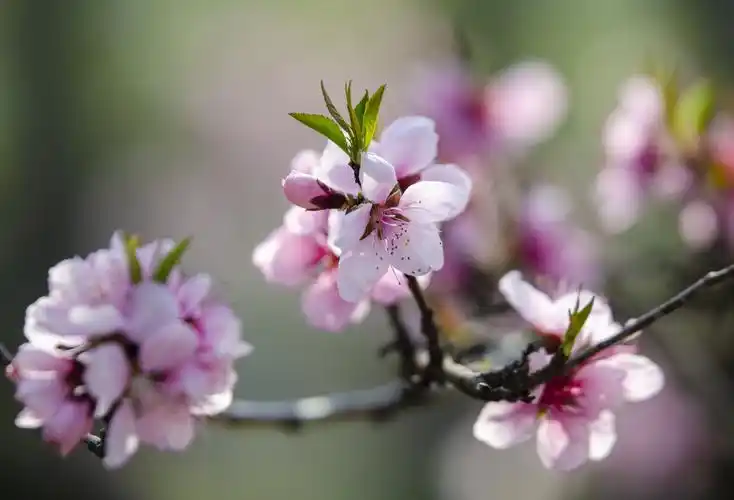 桃花开在春天里