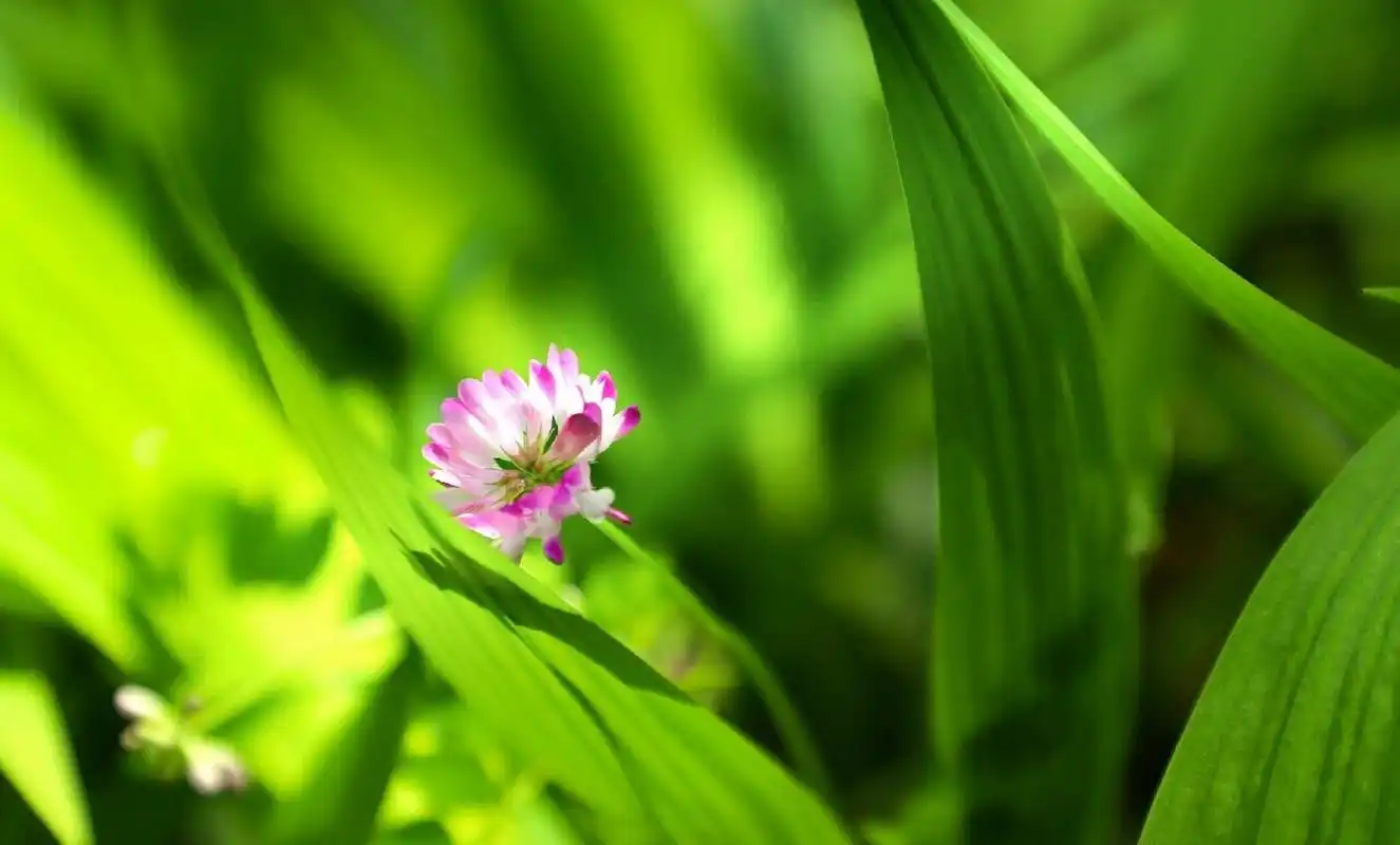 清新脱俗绿色系 今天给小伙伴们分享一波高清绿色壁纸,92清晨阳光