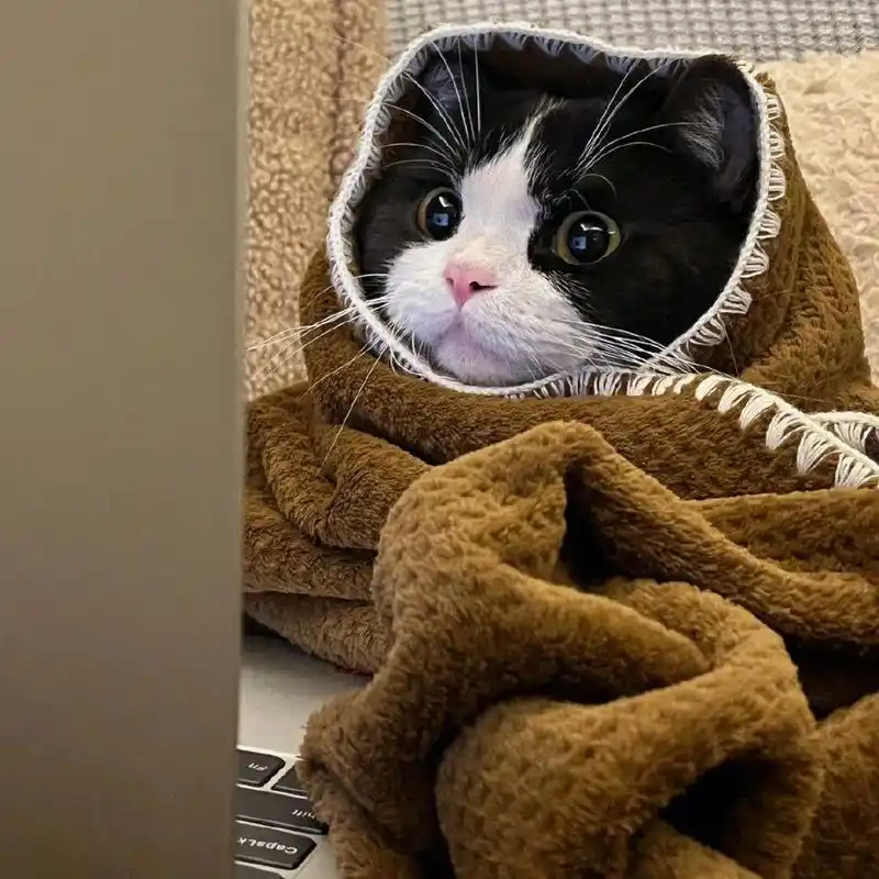 可爱猫咪头像|女生 萌宠微信头像 #情侣网名# #微信头像# #头像