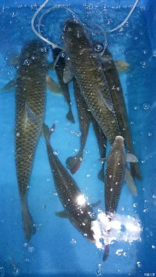 老地点 新鱼获 老鬼饵料钓草鱼