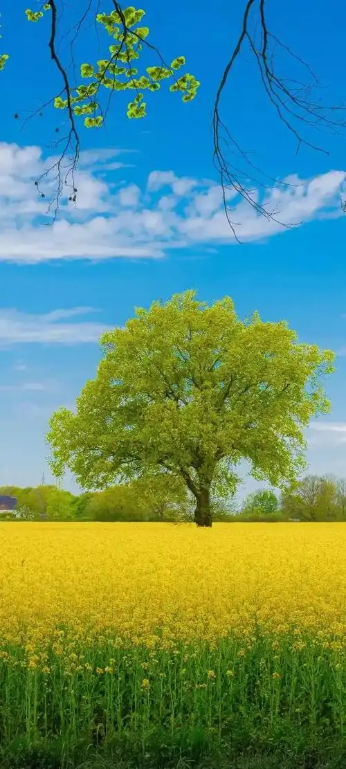 壁纸分享美丽的花朵不用长高自有人会弯腰去欣赏它