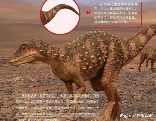 今天来说一种古代动物,小盾龙是一种长有小甲片的蜥蜴,生活在早侏罗世