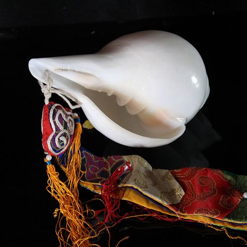 海螺民族风藏传佛教用品白海螺灌顶乐器印度进口天然摆件