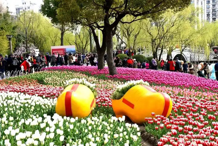 晒晒去年上海大宁公园郁金香花展