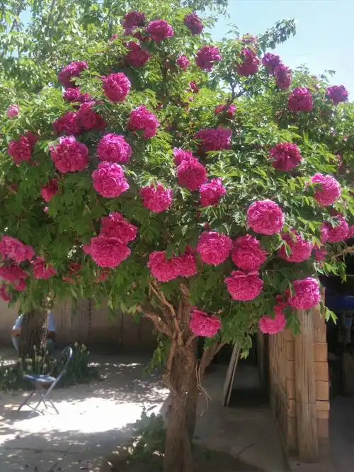中川树牡丹