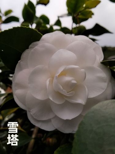 名贵白色系雪塔山茶花盆栽带花苞庭院阳台大小树苗永福建龙岩花卉盆栽