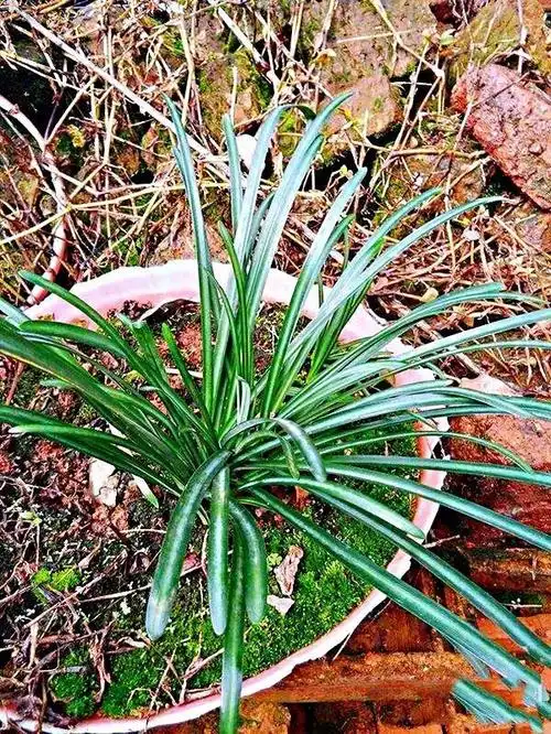 彼岸花叶子图片(彼岸花图片大全高清图片)