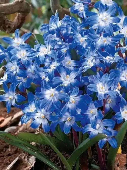 蓝色紫罗兰花朵优雅