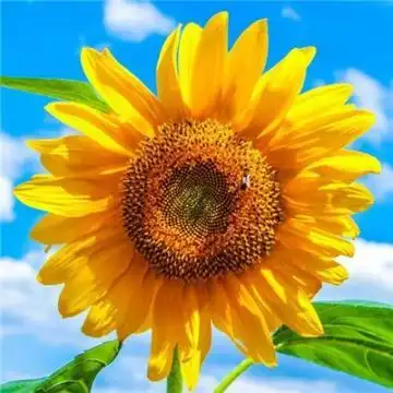 很多小伙伴想要给自己换一张旺运招财的微信头像