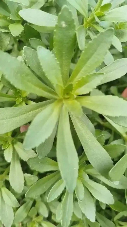 活血丹消肿止痛,通泉草健胃解毒|本草江湖第2351期