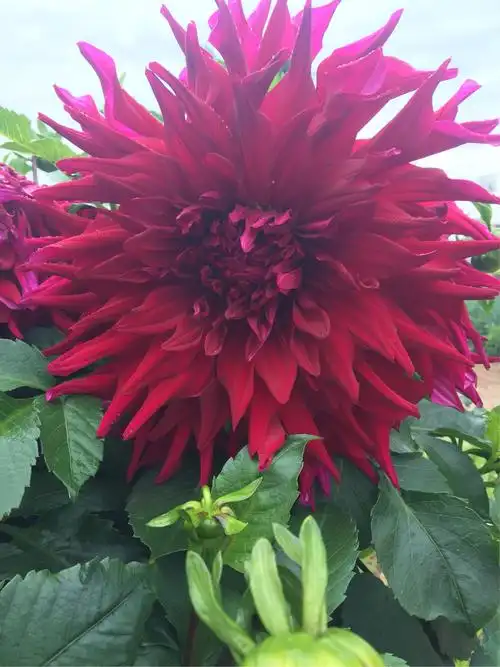 甘肃丽源花卉种植农民专业合作社之精品大丽花鉴赏