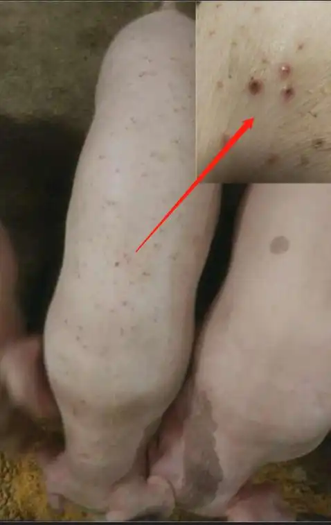 皮肤病系列-猪皮肤的结构和主要症状