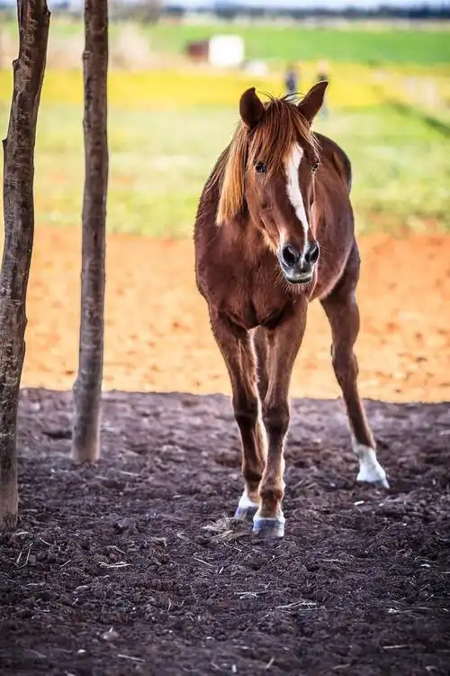 褐色的马,马的全身图片