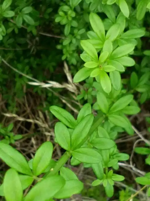 迎春藤―木犀科―三小叶掌状复叶交互对生,叶卵形至矩圆形.