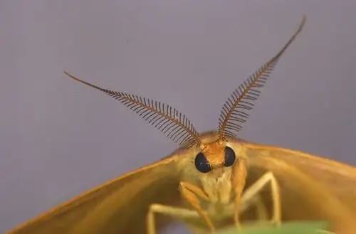 6(d).棒状触角(clavate)