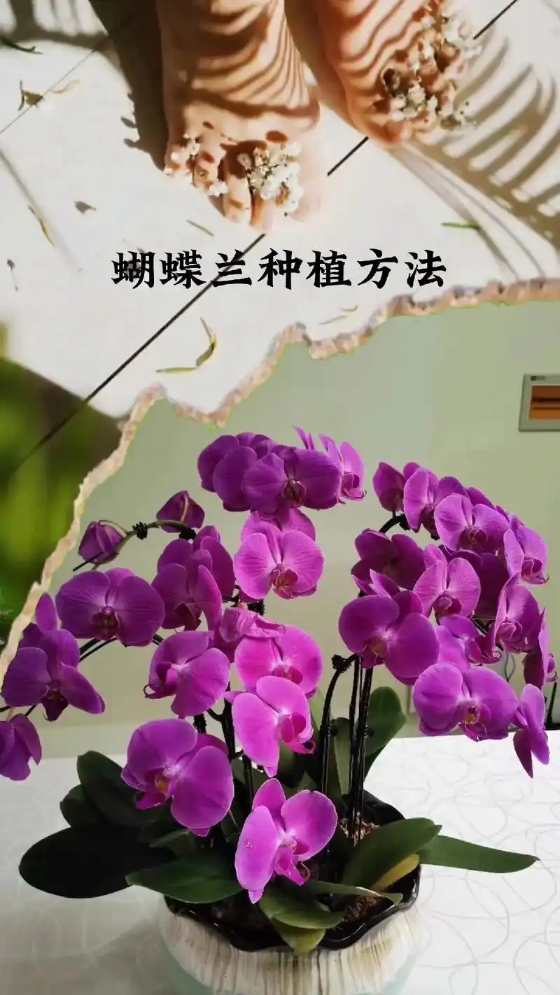 蝴蝶兰养殖方法.#花卉绿植 #蝴蝶兰 #蝴蝶兰种植方法 - 抖音