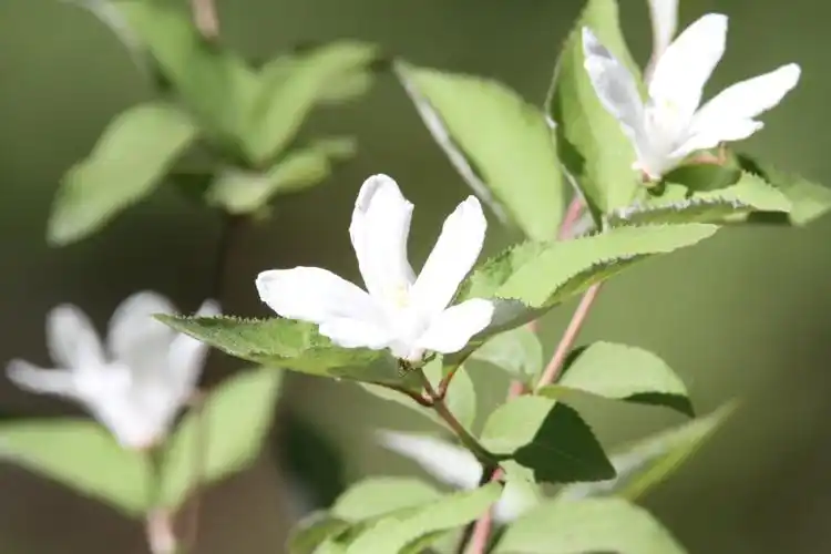 八仙山大花溲疏2