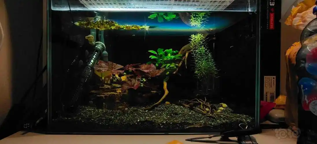 雷龙鱼缸现状