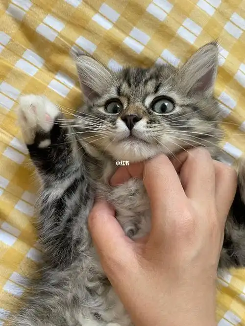 这是小土猫吗 小偿领养的 之前的猫主人说猫妈妈猫爸爸都是金吉拉