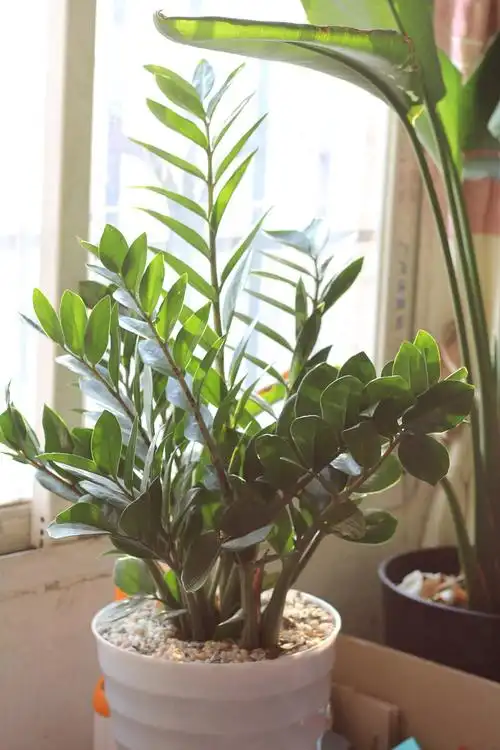 家里的绿植