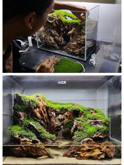 用鱼缸来做苔藓水陆缸全程沉浸式铺苔藓