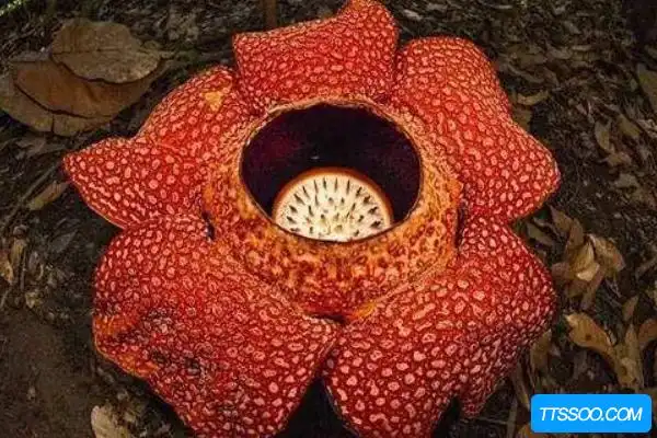 1,食人花也可以被叫做大王花,被人称为世界上最恐怖的花,它没有叶子也