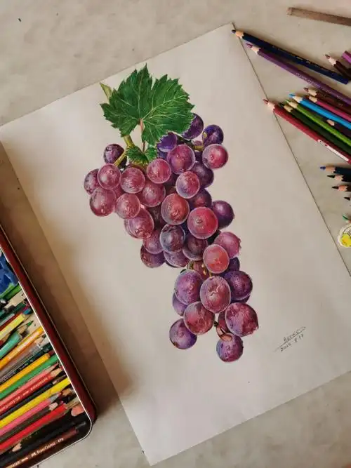 彩铅绘～葡萄熟了 - 美篇