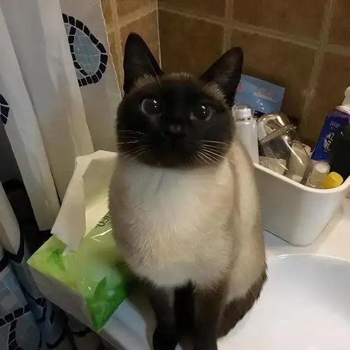 虎斑暹罗猫多少钱一只幼崽,虎斑暹罗猫品种图解