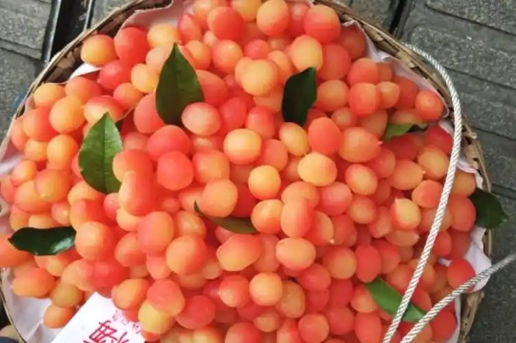 原创重庆出现的网红水果金西梅,因长得好看而走红,网友:又贵又难吃