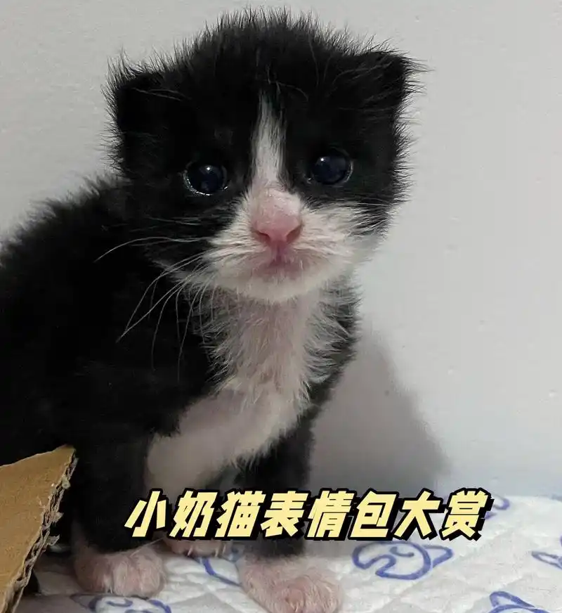 "想要体验一下小猫的可爱表情,我已经截取了一些