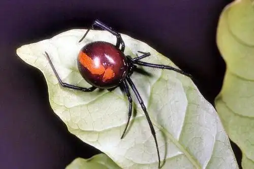 中国十大毒蜘蛛黑寡妇蜘蛛毒性最强3