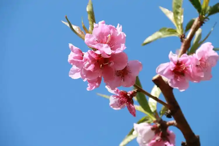 在全国抗击新寇肺炎疫情取得决定性胜利之时,锦州春天百花盛开之