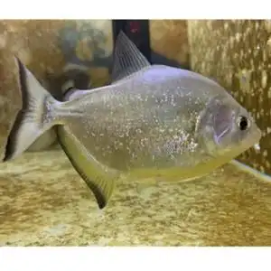 旧金山黄钻水虎鱼 s属 淡水热带猛鱼