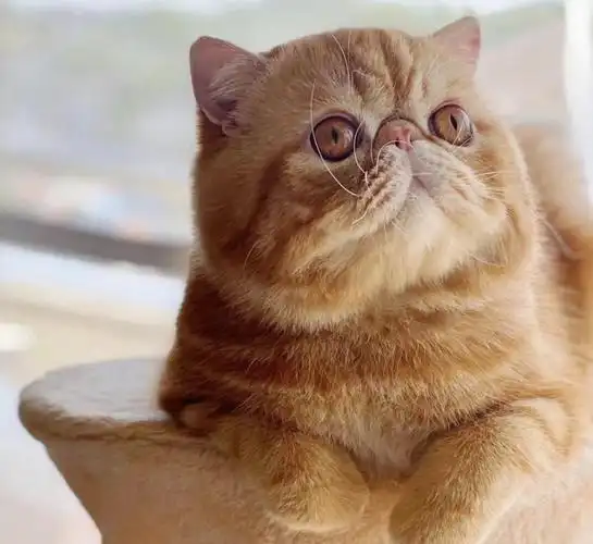 我10月份将迎接他们的宝宝 泰旦血系#加菲猫  #红虎斑加菲  #猫