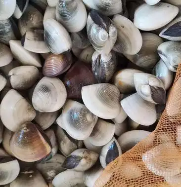 本地白螺,超级肥,!