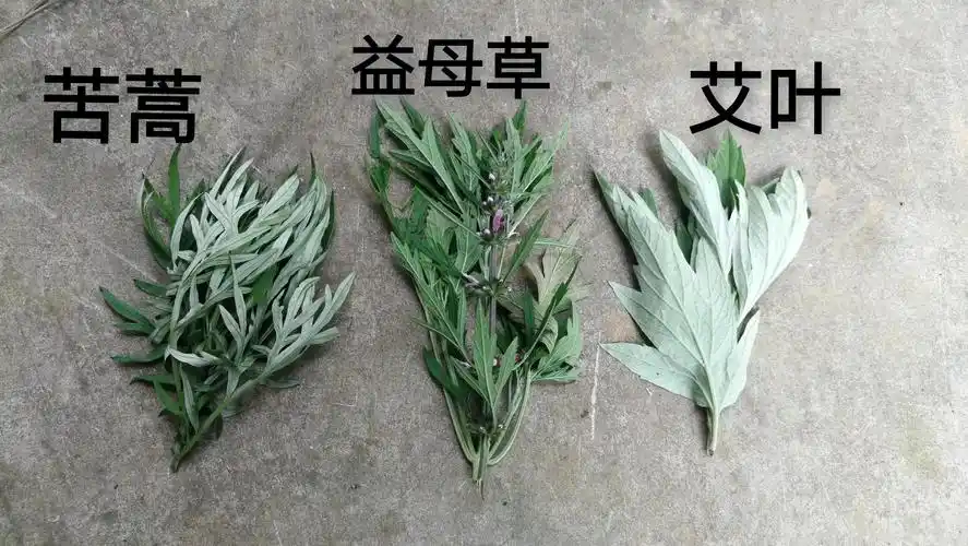 艾叶分几种艾叶苦蒿益母草如何分辨