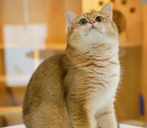 坐标深圳,25色金渐层弟弟找新家啦,种公料～价不高,可移步.