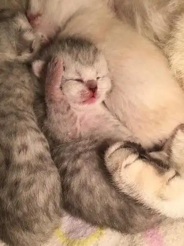 家养英短银渐层宝宝接受预定啦