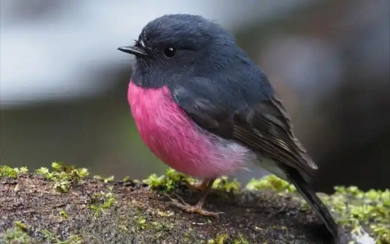 这鸟过于鲜艳哈哈哈!_哔哩哔哩_bilibili