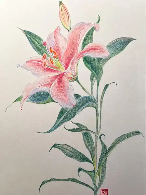 彩铅画百合花附详细步骤色号